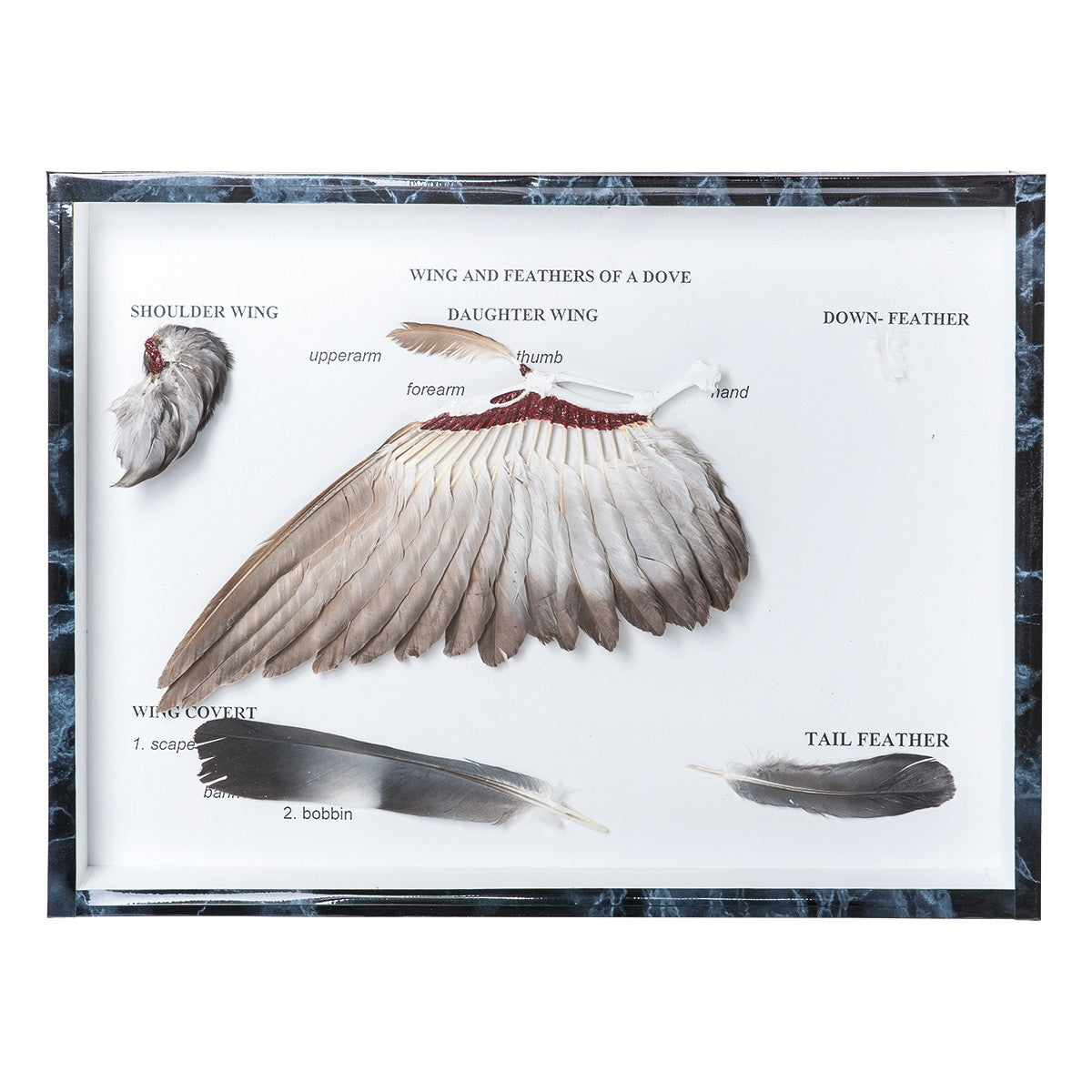Pigeon Wings and Feathers (Columba Palumbus)