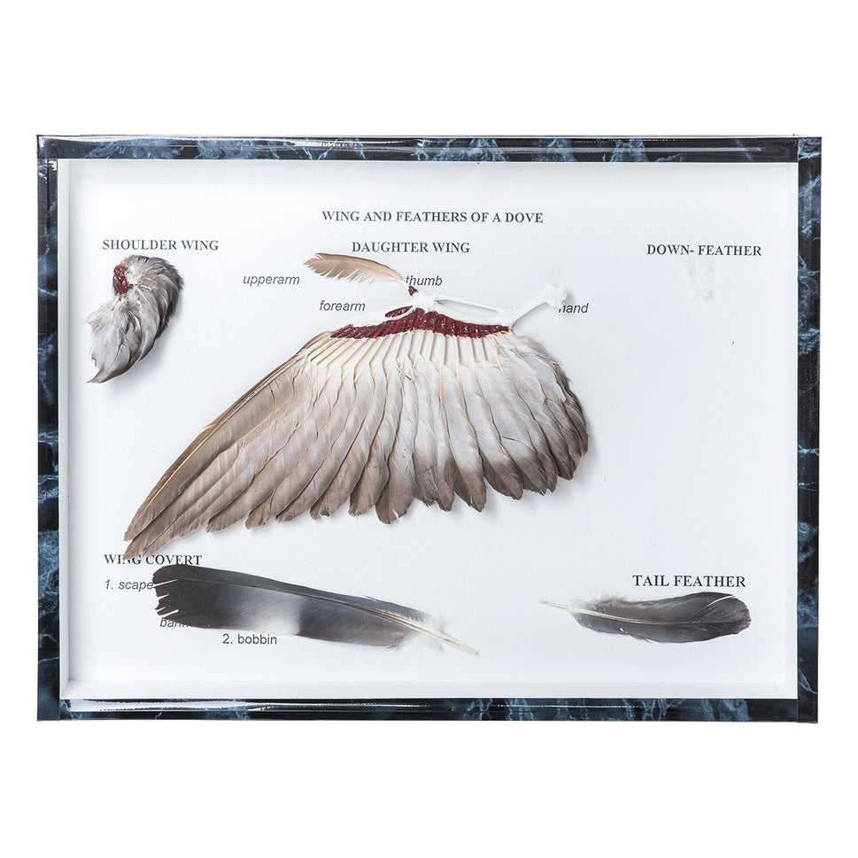 Pigeon Wings and Feathers (Columba Palumbus)