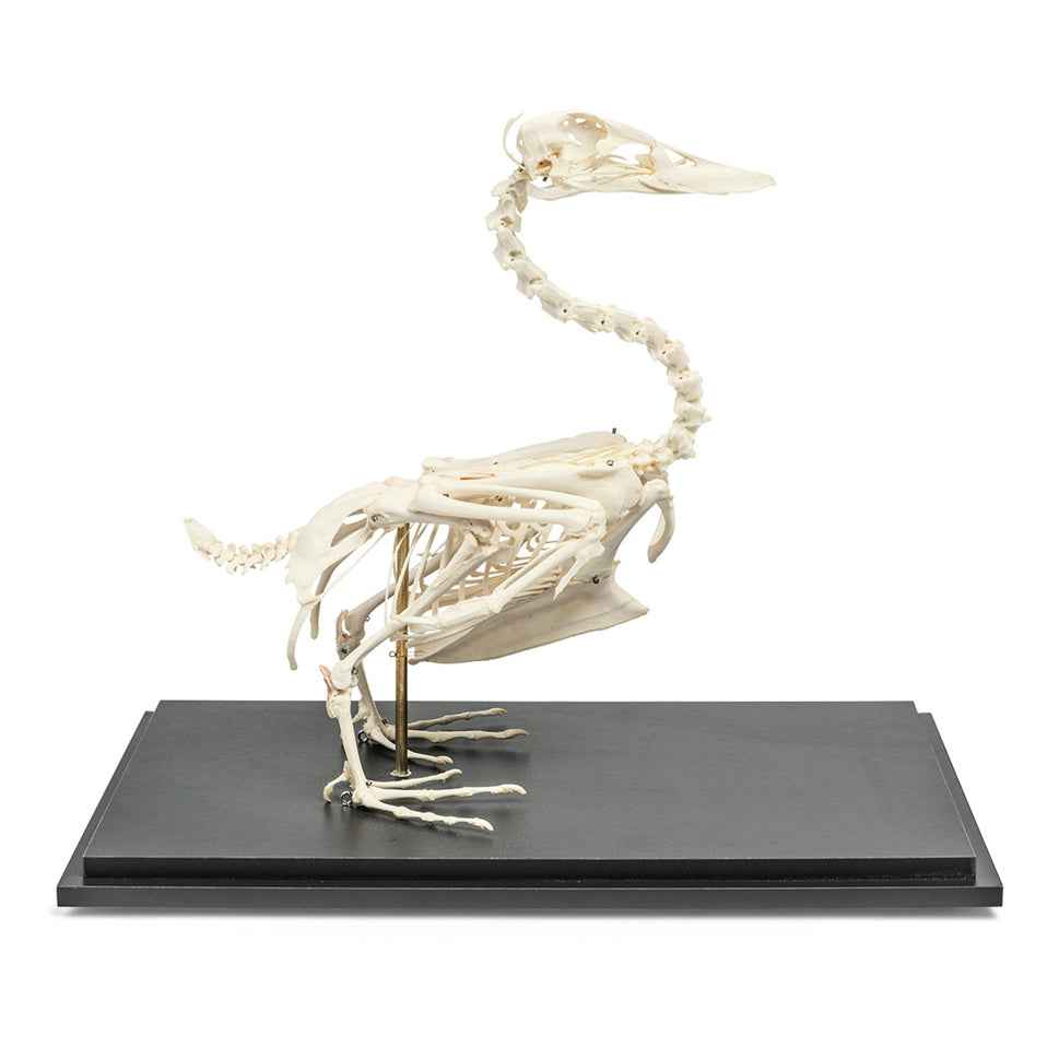 Duck Skeleton (Anas Platyrhynchos Domestica)