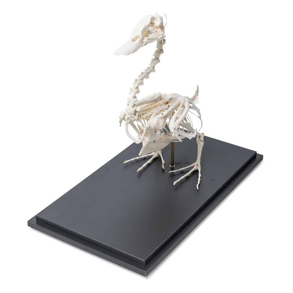 Duck Skeleton (Anas Platyrhynchos Domestica)