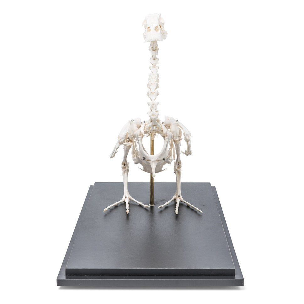 Duck Skeleton (Anas Platyrhynchos Domestica)