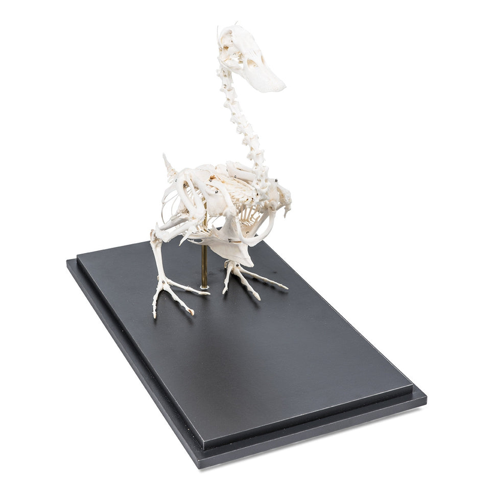 Duck Skeleton (Anas Platyrhynchos Domestica)