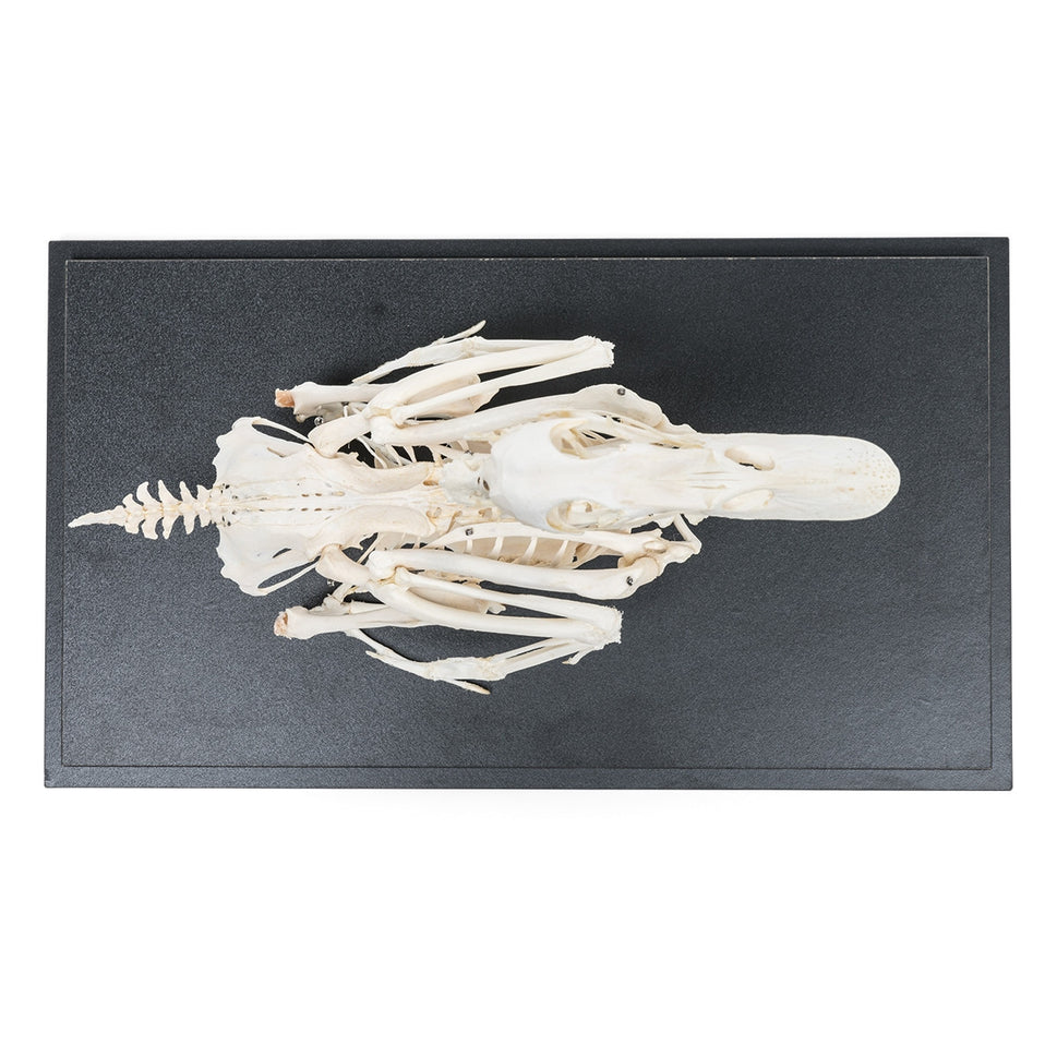 Duck Skeleton (Anas Platyrhynchos Domestica)