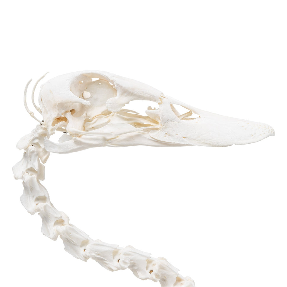 Duck Skeleton (Anas Platyrhynchos Domestica)