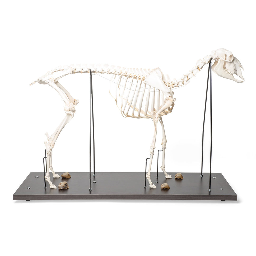 Sheep Skeleton (Ovis Aries)