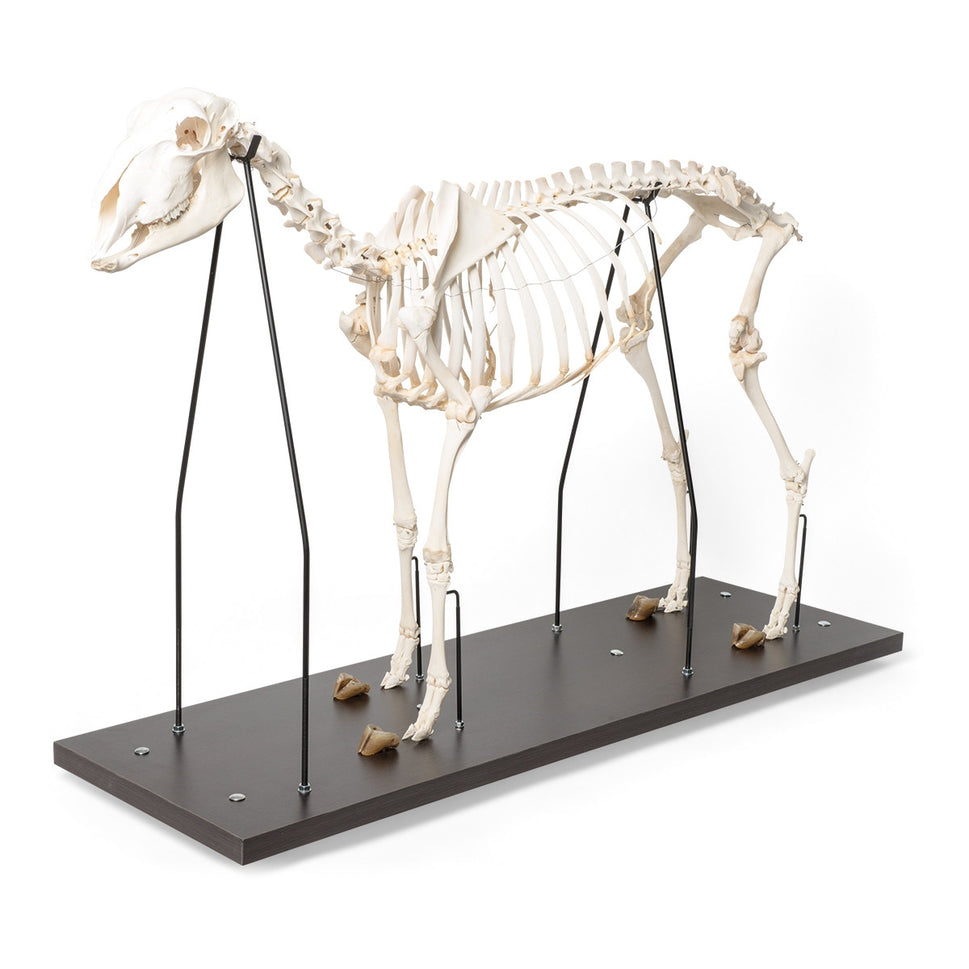 Sheep Skeleton (Ovis Aries)