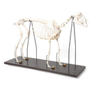 Switch Sheep bone skeleton model 3 image