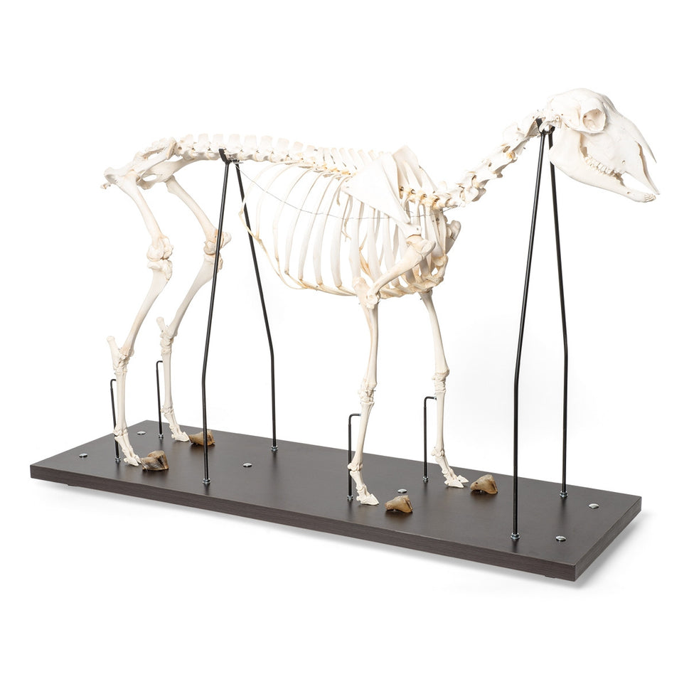 Sheep Skeleton (Ovis Aries)