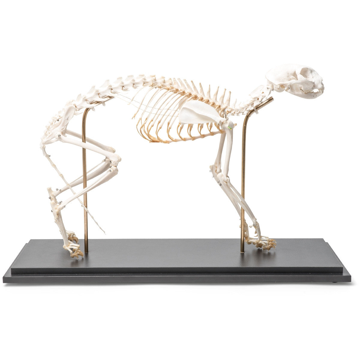 Cat Skeleton (Felis Catus, Flexible)
