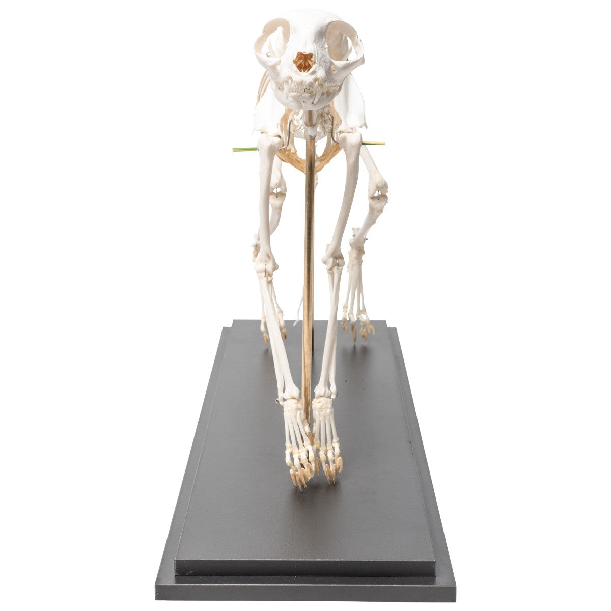 Cat Skeleton (Felis Catus, Flexible)