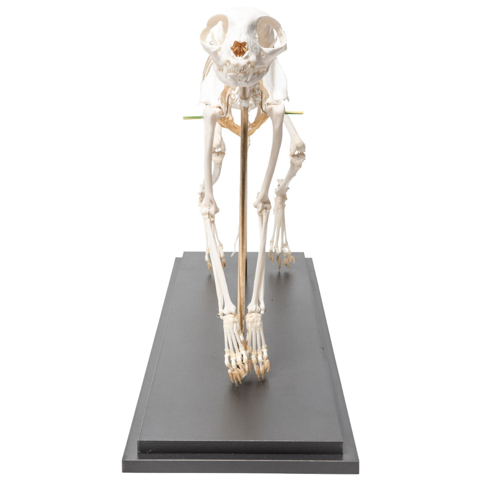Cat Skeleton (Felis Catus, Flexible)