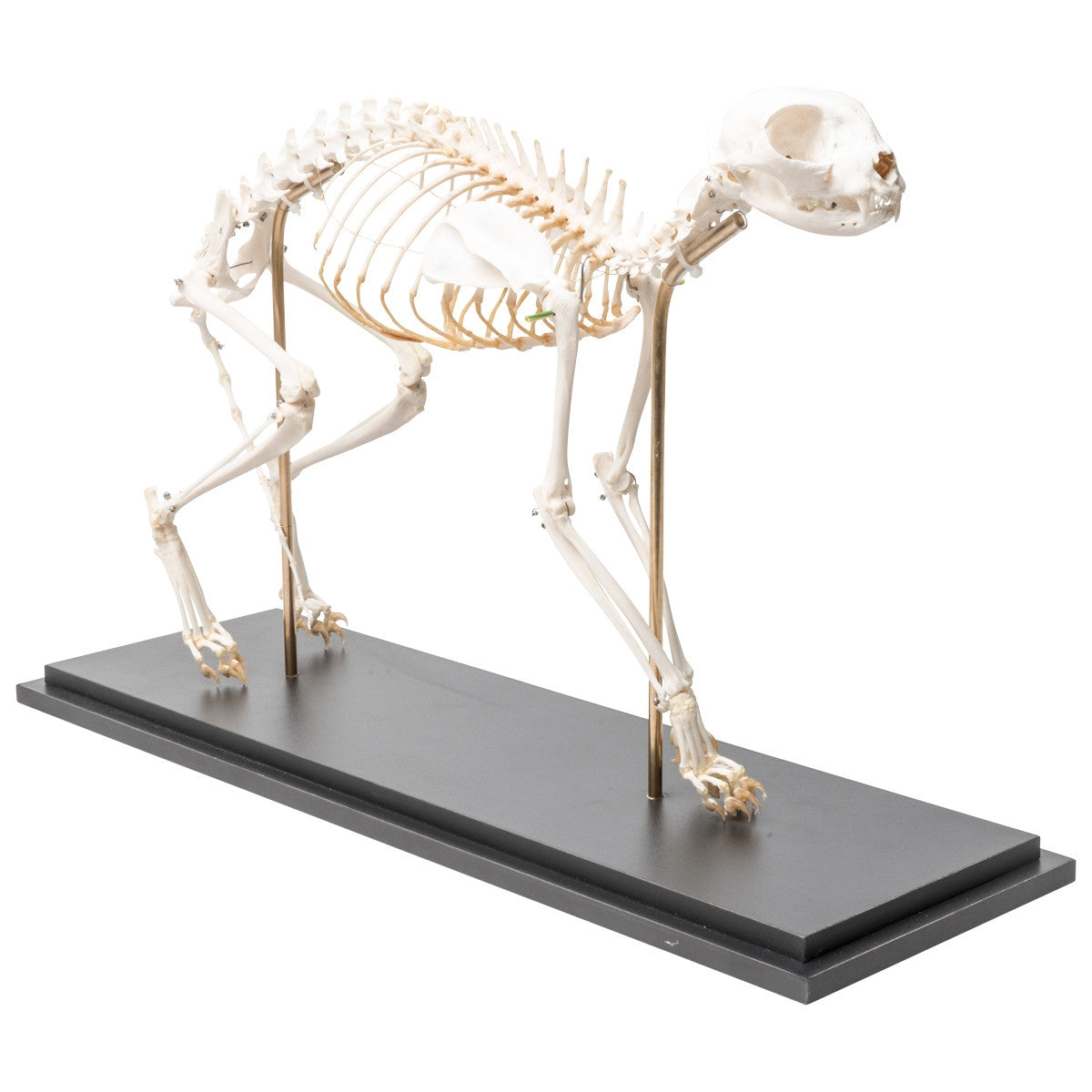 Cat Skeleton (Felis Catus, Flexible)