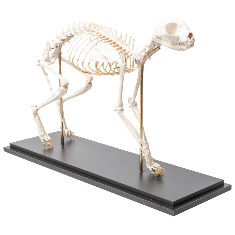 Cat Skeleton (Felis Catus, Flexible)