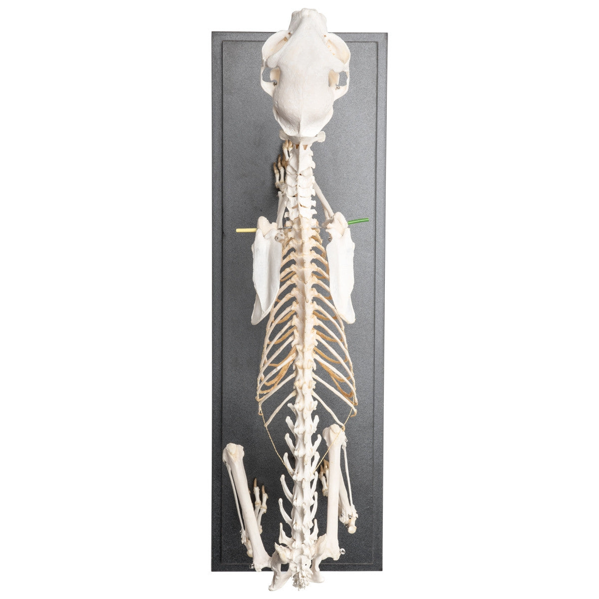 Cat Skeleton (Felis Catus, Flexible)