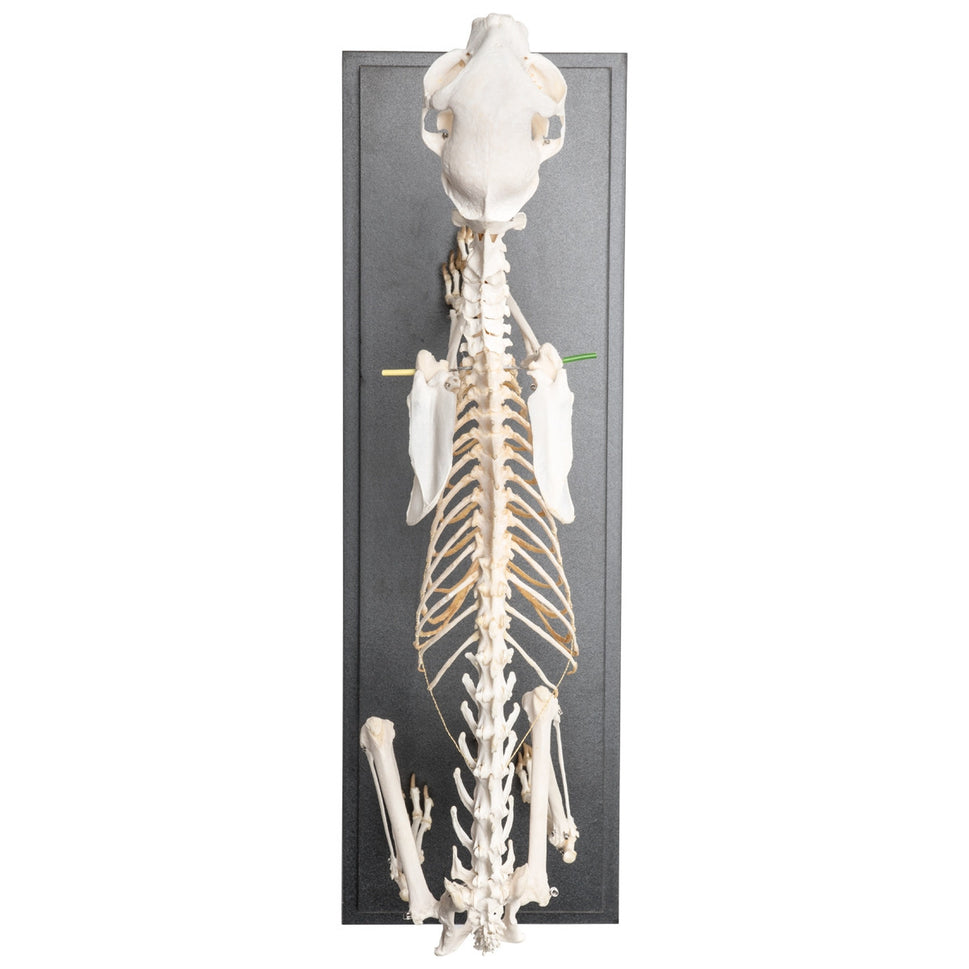 Cat Skeleton (Felis Catus, Flexible)
