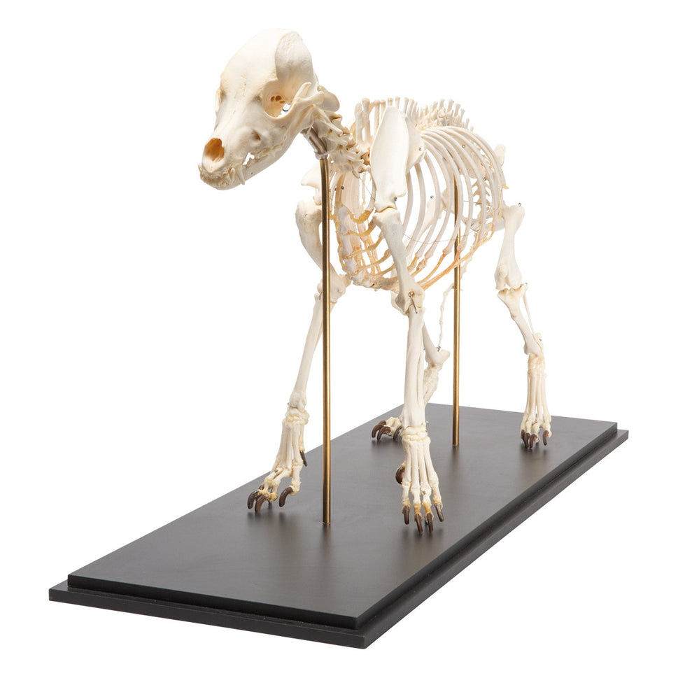 Dog Skeleton (Canis Lupus Familiaris, Large, Flexible)