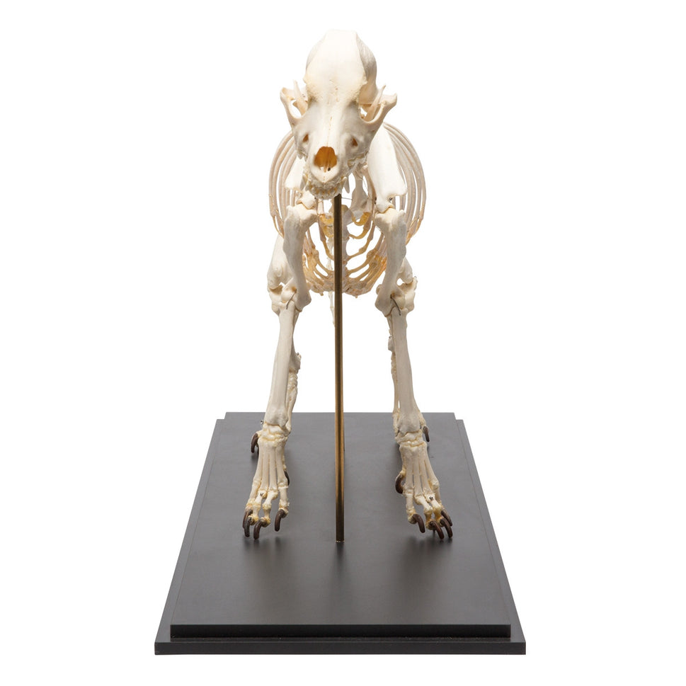 Dog Skeleton (Canis Lupus Familiaris, Large, Flexible)