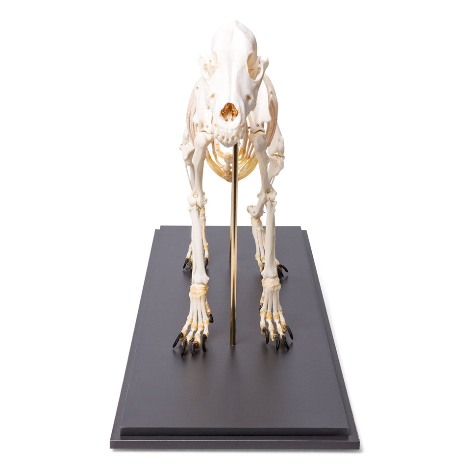 Dog Skeleton (Canis Lupus Familiaris, Medium, Flexible)