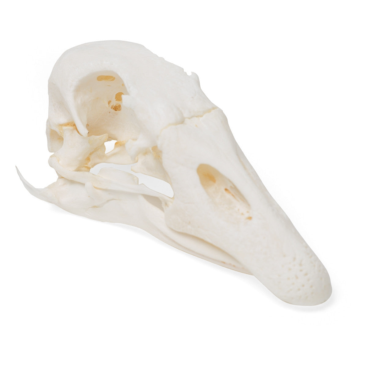 Goose Skull (Anser Anser Domesticus)