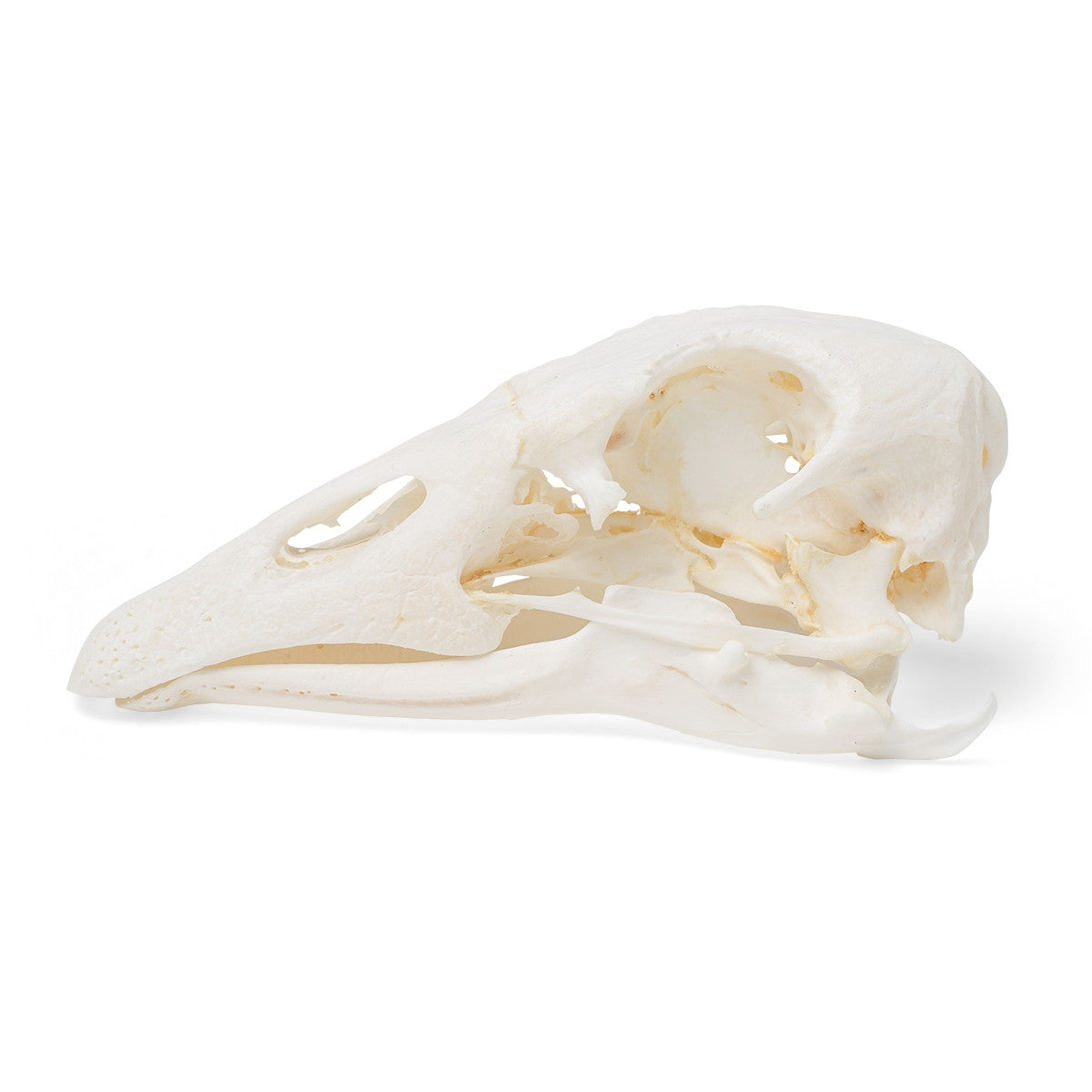 Goose Skull (Anser Anser Domesticus)