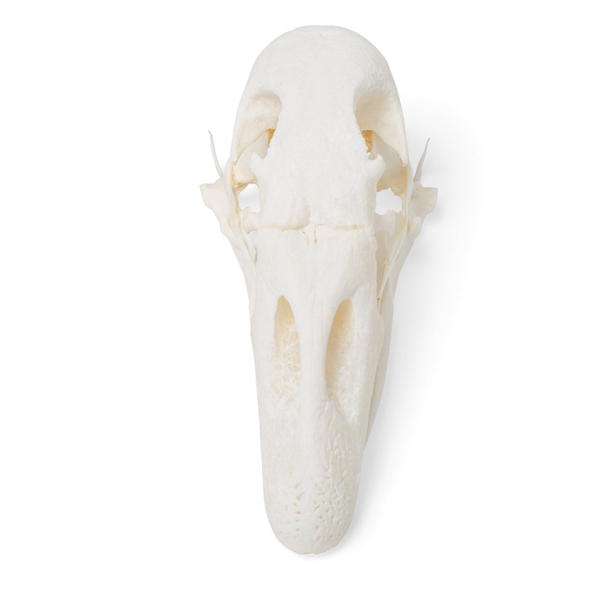 Goose Skull (Anser Anser Domesticus)