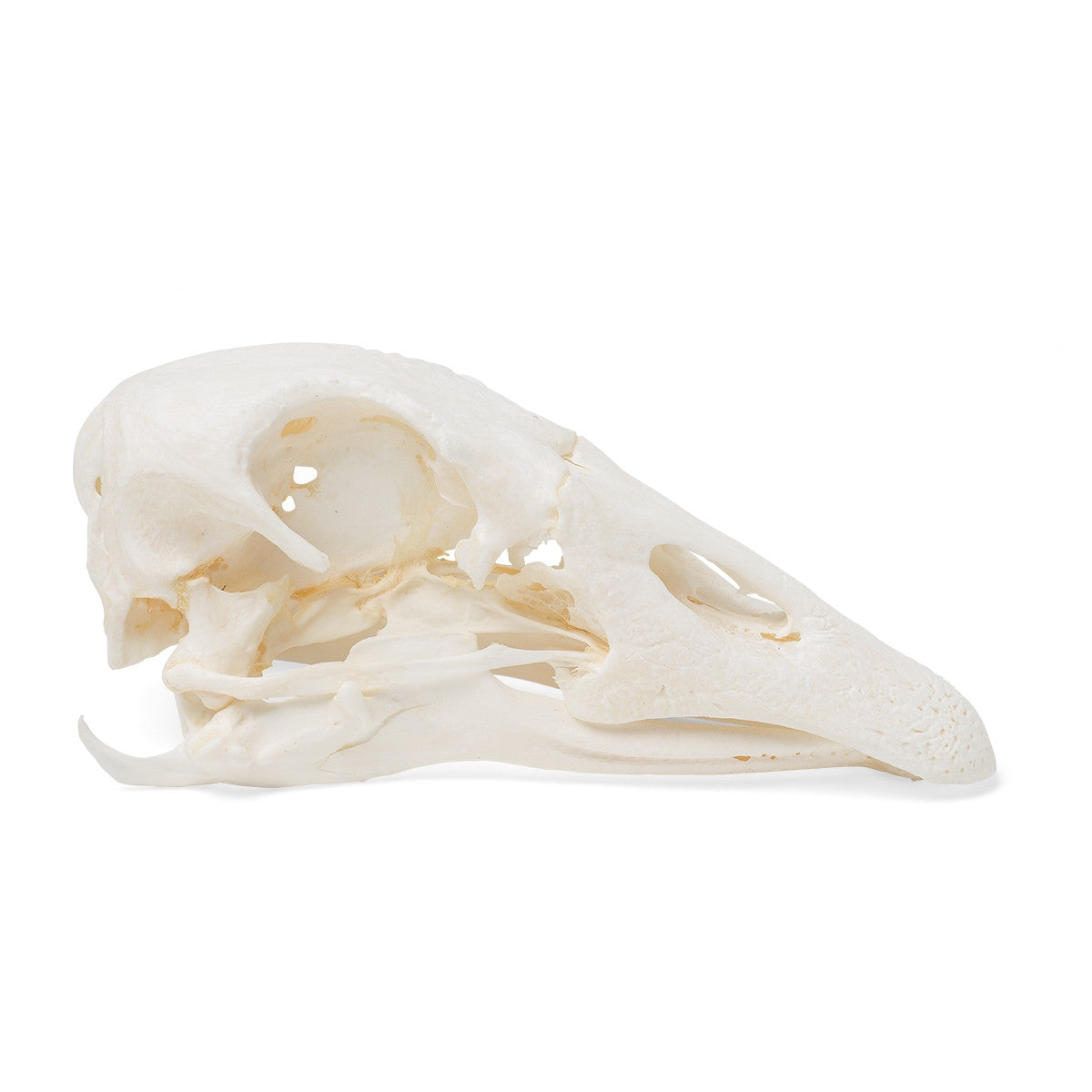 Goose Skull (Anser Anser Domesticus)
