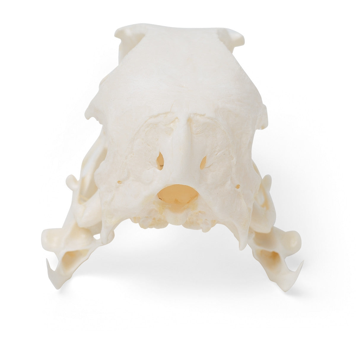 Goose Skull (Anser Anser Domesticus)
