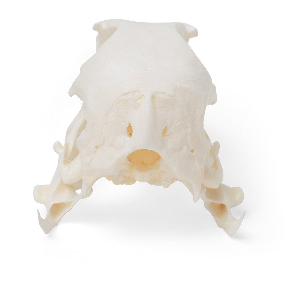 Goose Skull (Anser Anser Domesticus)