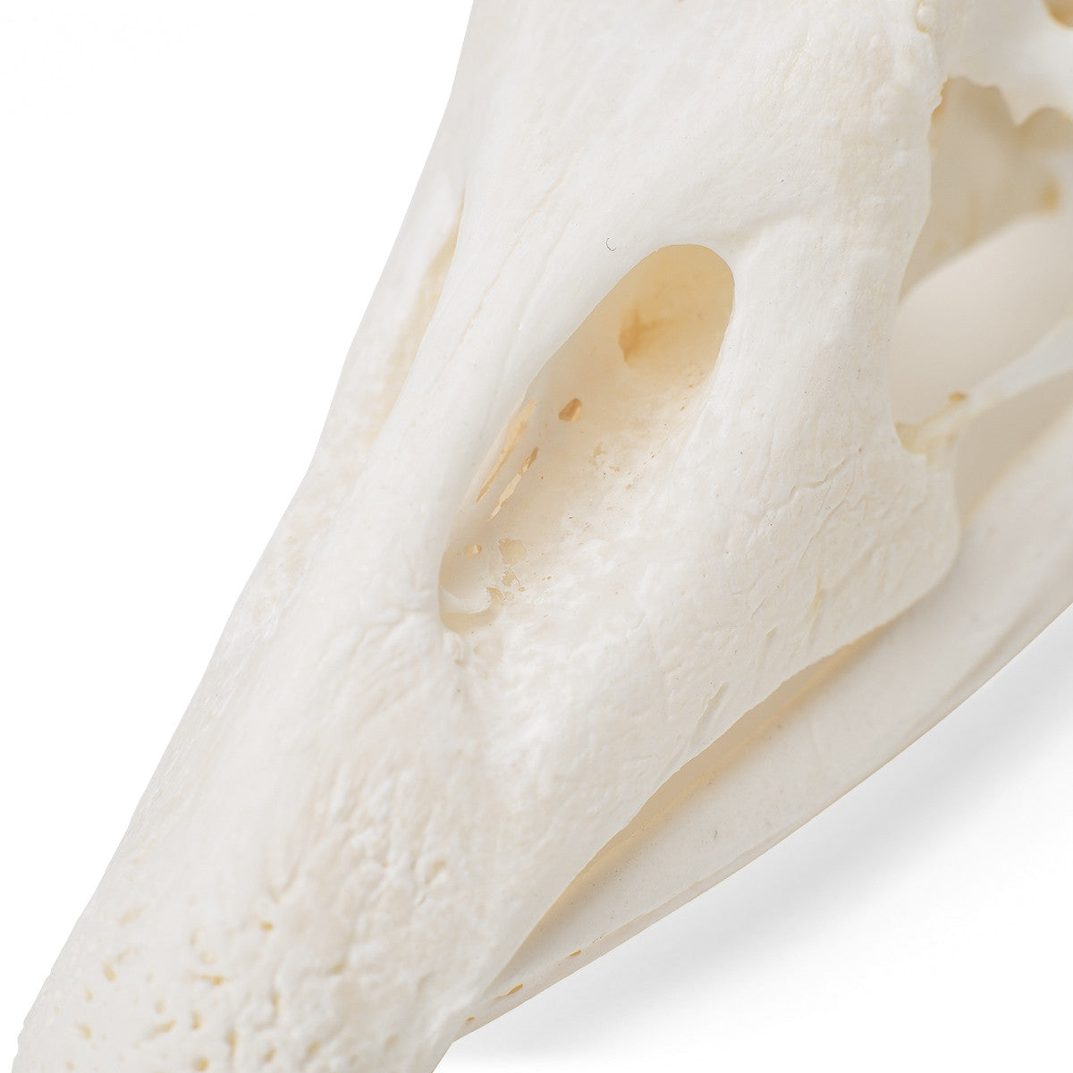 Goose Skull (Anser Anser Domesticus)