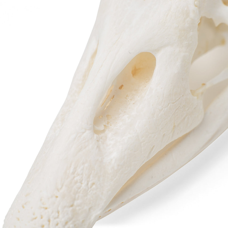 Goose Skull (Anser Anser Domesticus)