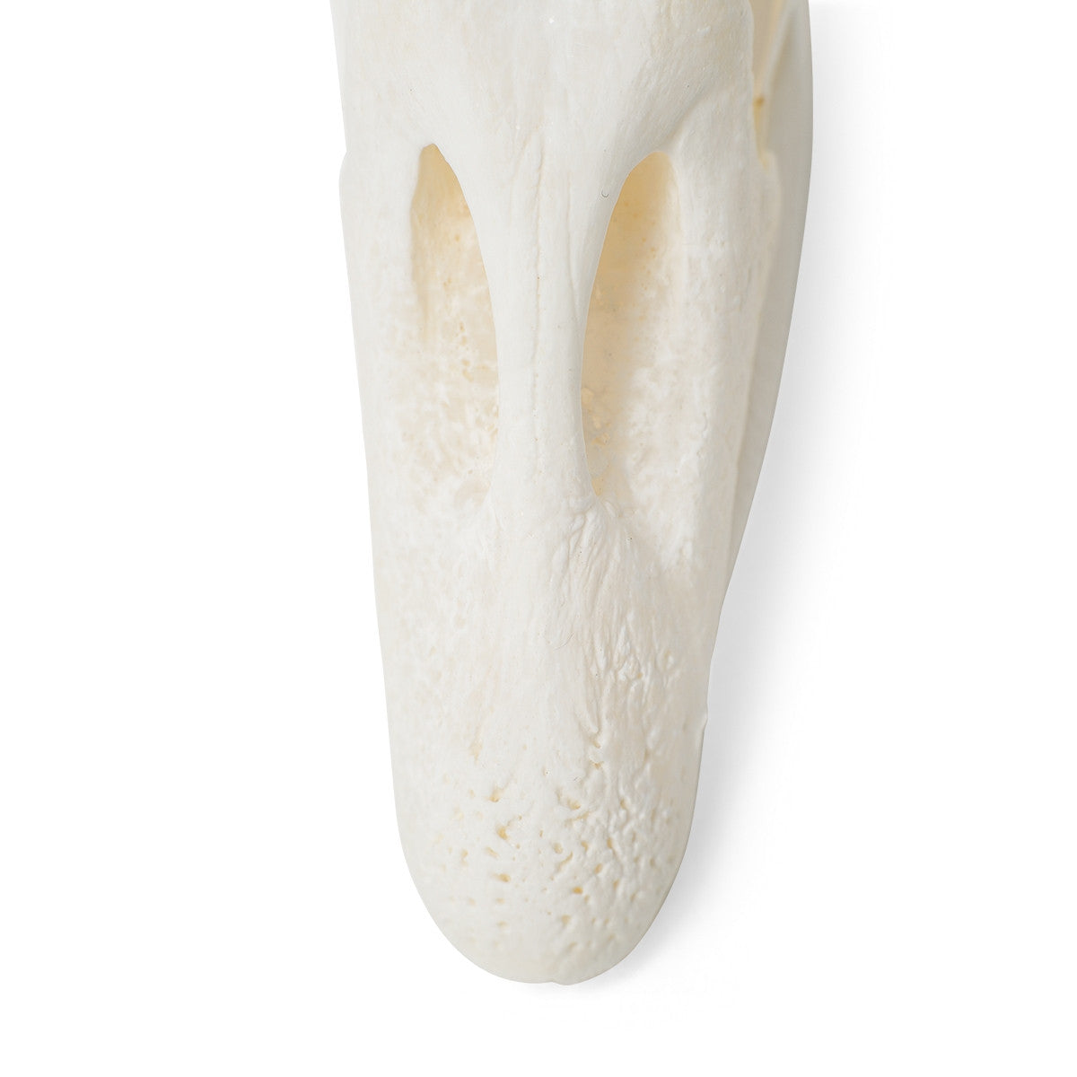 Goose Skull (Anser Anser Domesticus)