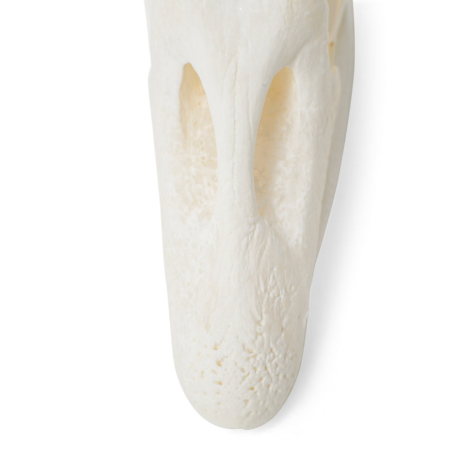 Goose Skull (Anser Anser Domesticus)