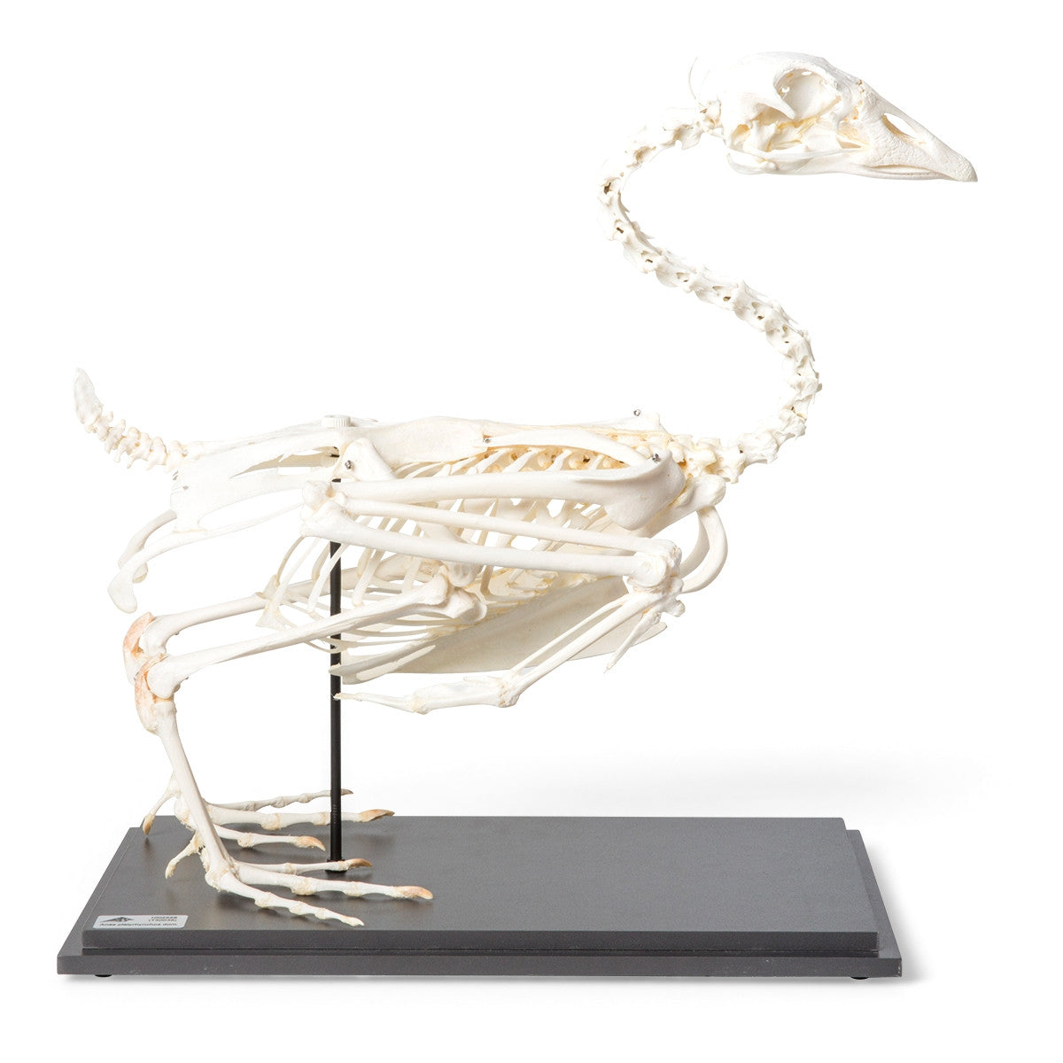 Domestic Goose Skeleton (Anser Anser)