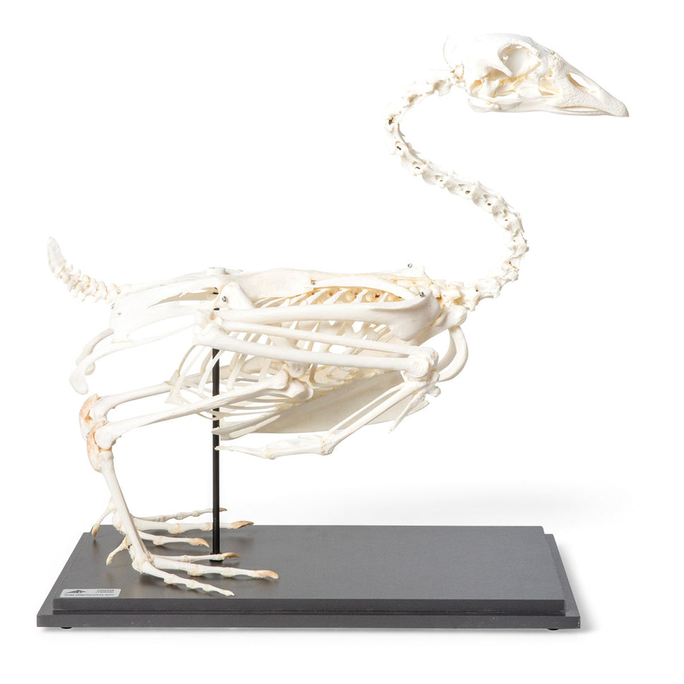 Domestic Goose Skeleton (Anser Anser)