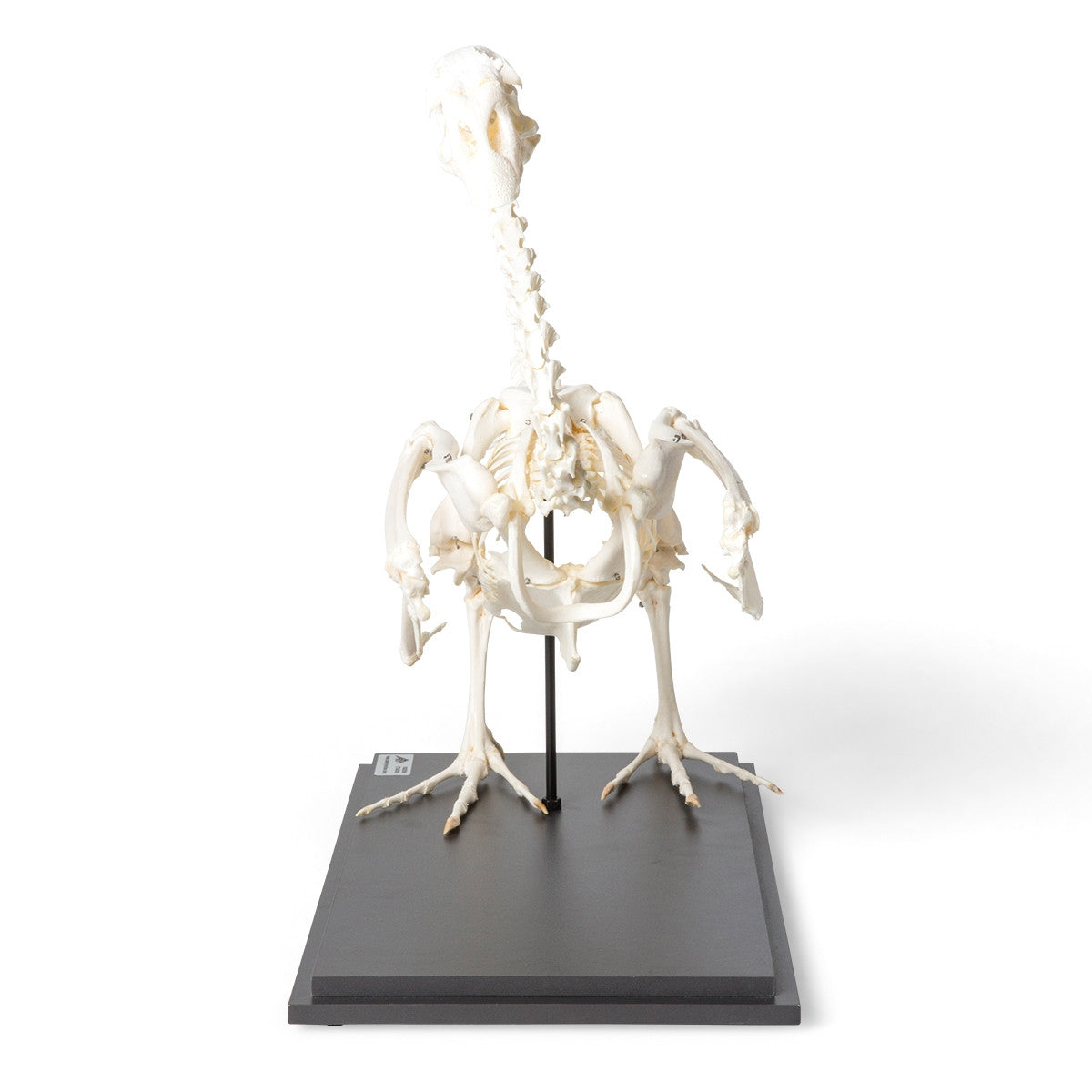Domestic Goose Skeleton (Anser Anser)