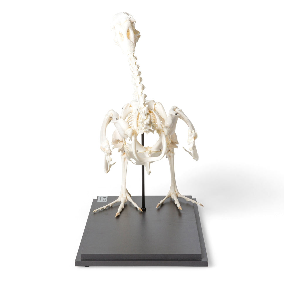 Domestic Goose Skeleton (Anser Anser)