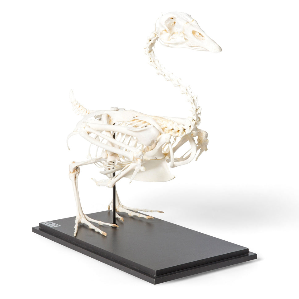 Domestic Goose Skeleton (Anser Anser)