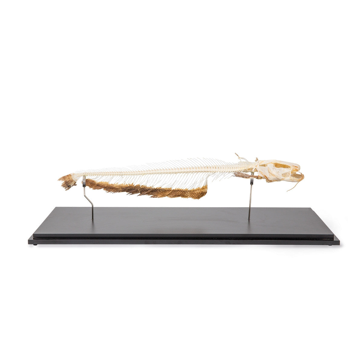 Catfish Skeleton (Silurus Glanis)