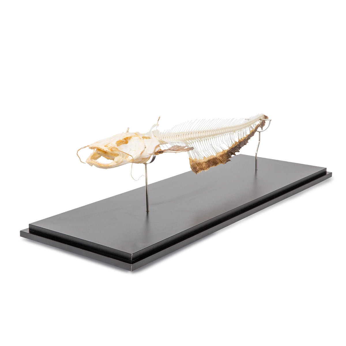 Catfish Skeleton (Silurus Glanis)