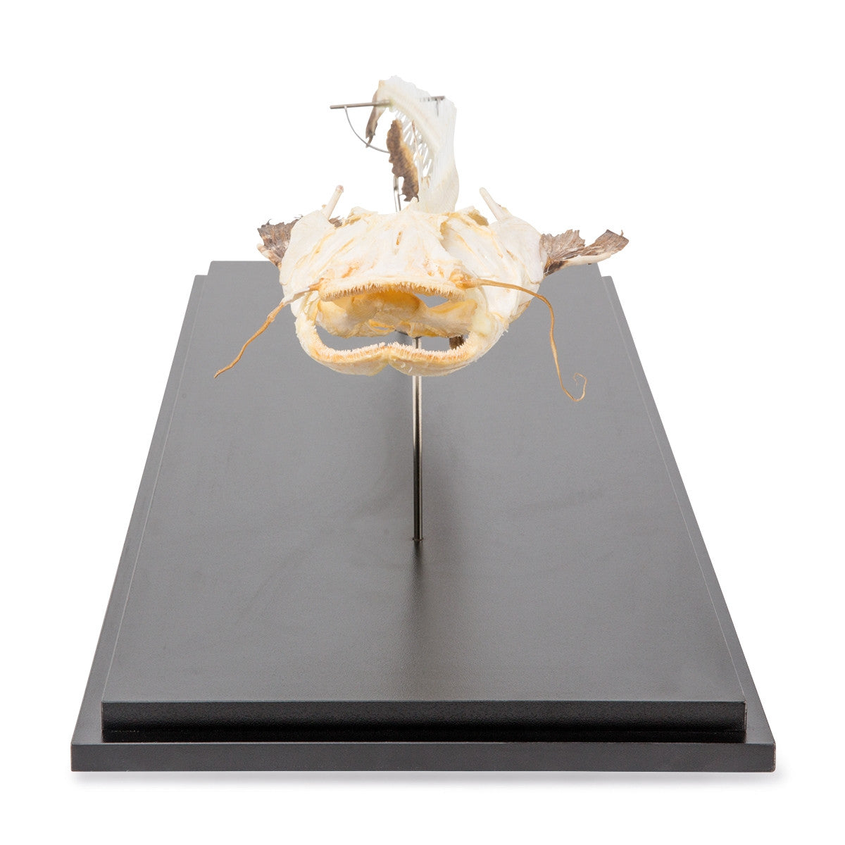 Catfish Skeleton (Silurus Glanis)