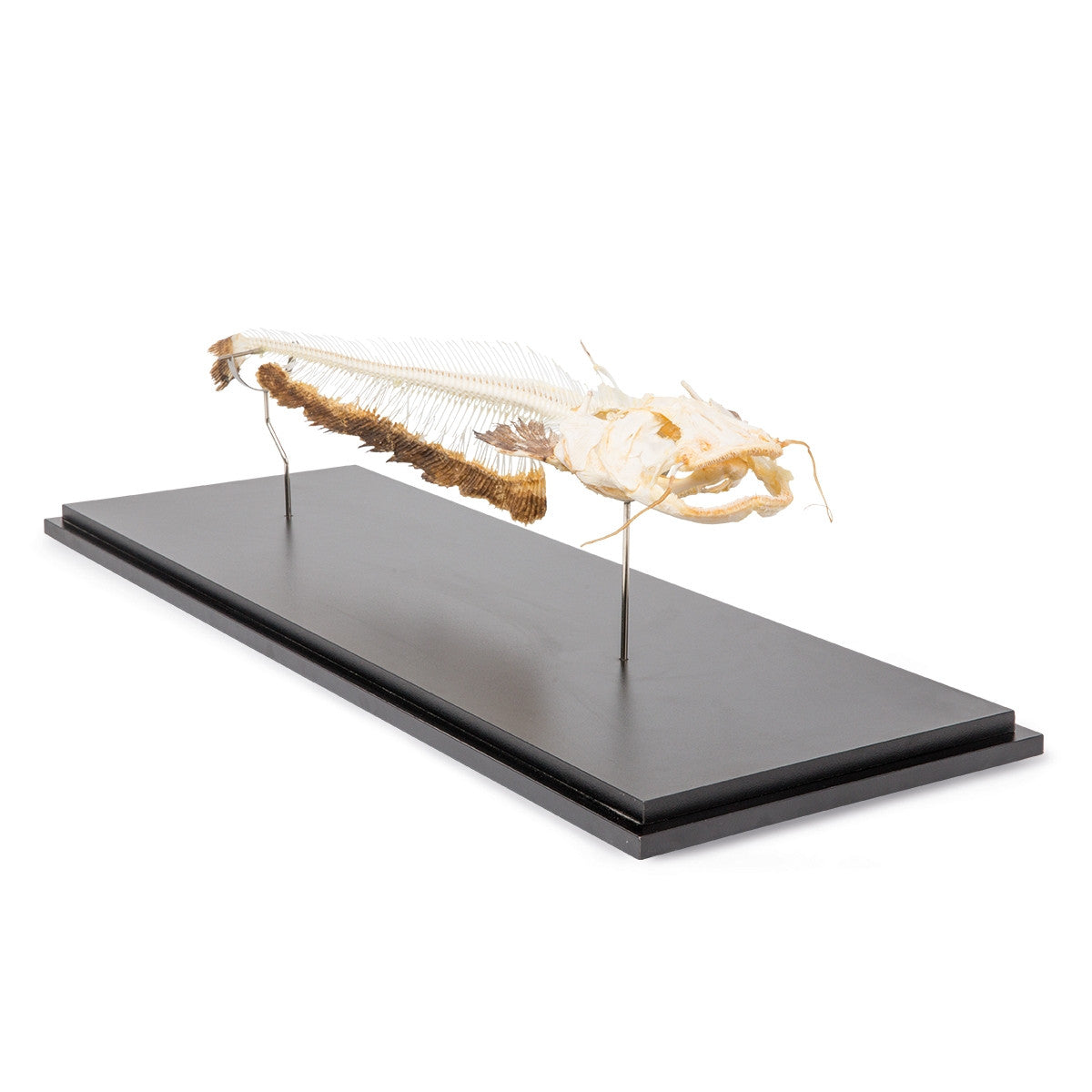 Catfish Skeleton (Silurus Glanis)