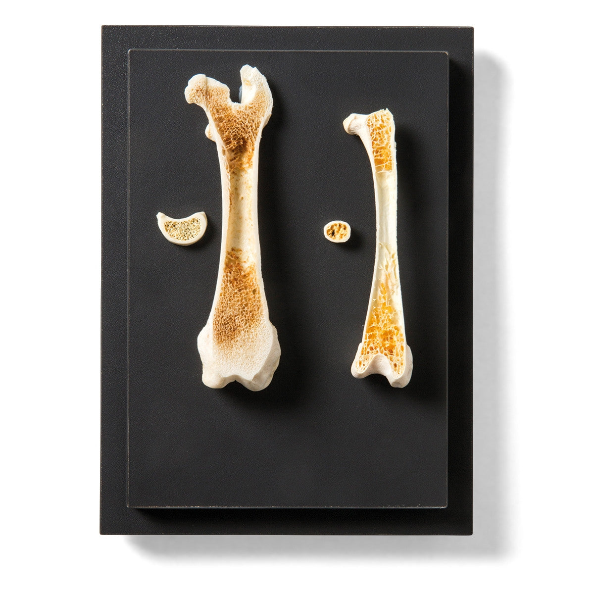 Structure of a Bird and a Mammal Bone Display