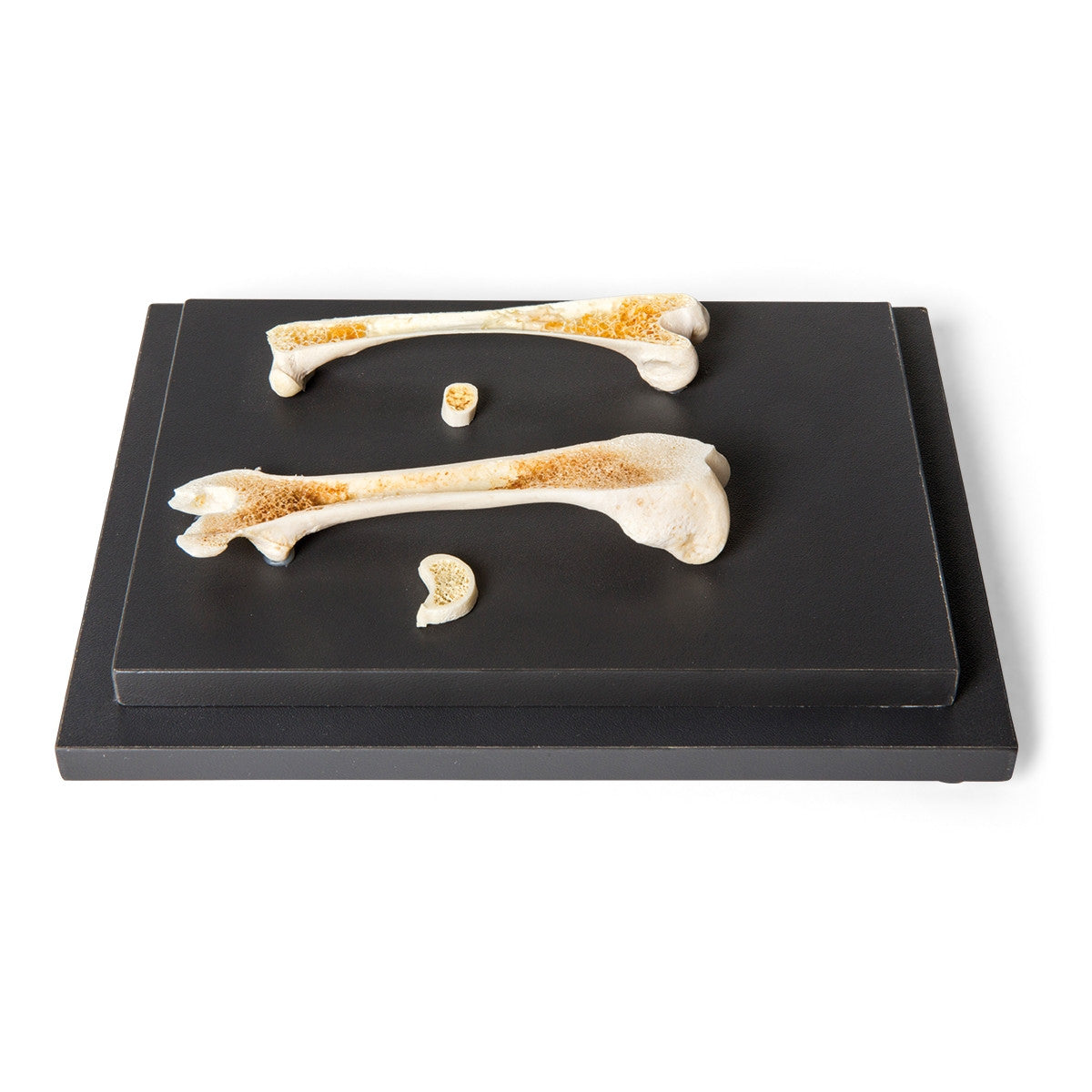 Structure of a Bird and a Mammal Bone Display