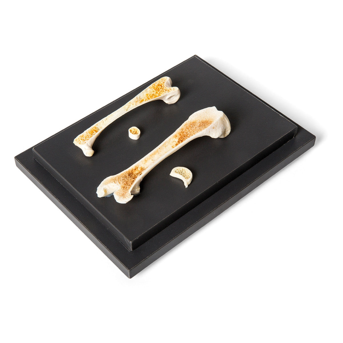 Structure of a Bird and a Mammal Bone Display