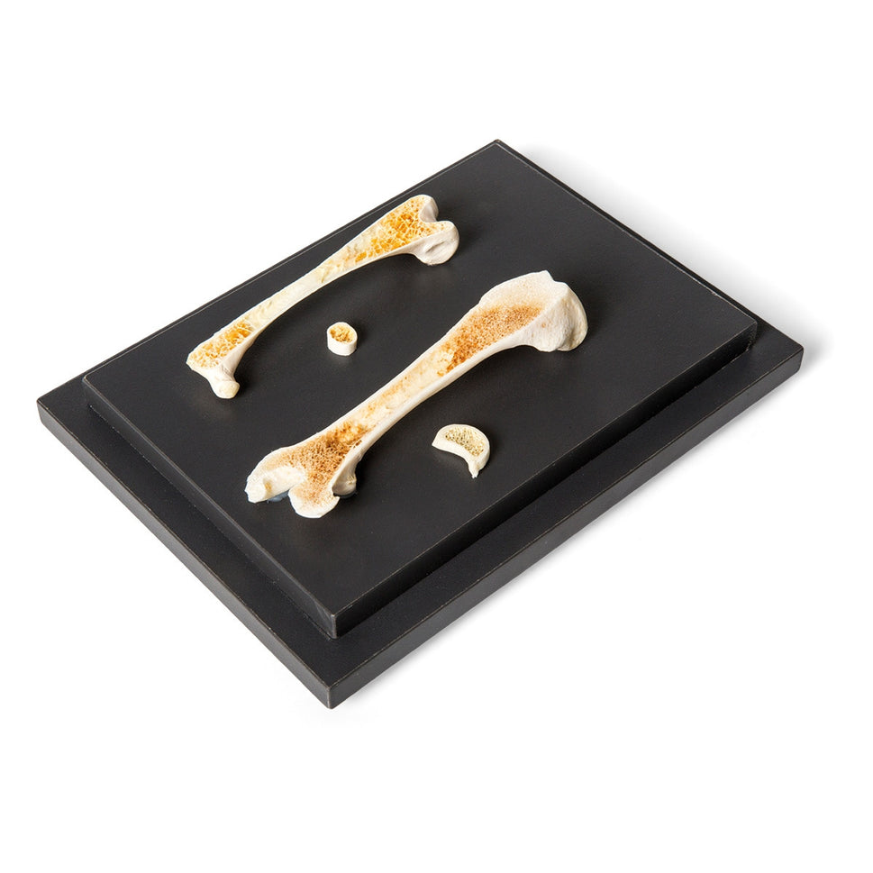 Structure of a Bird and a Mammal Bone Display