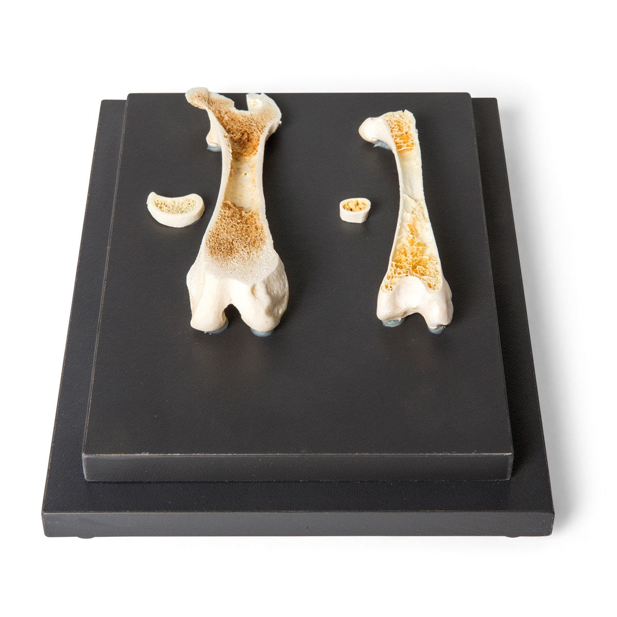 Structure of a Bird and a Mammal Bone Display
