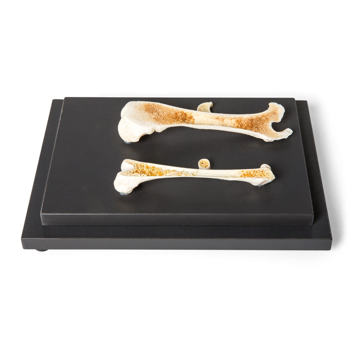 Structure of a Bird and a Mammal Bone Display