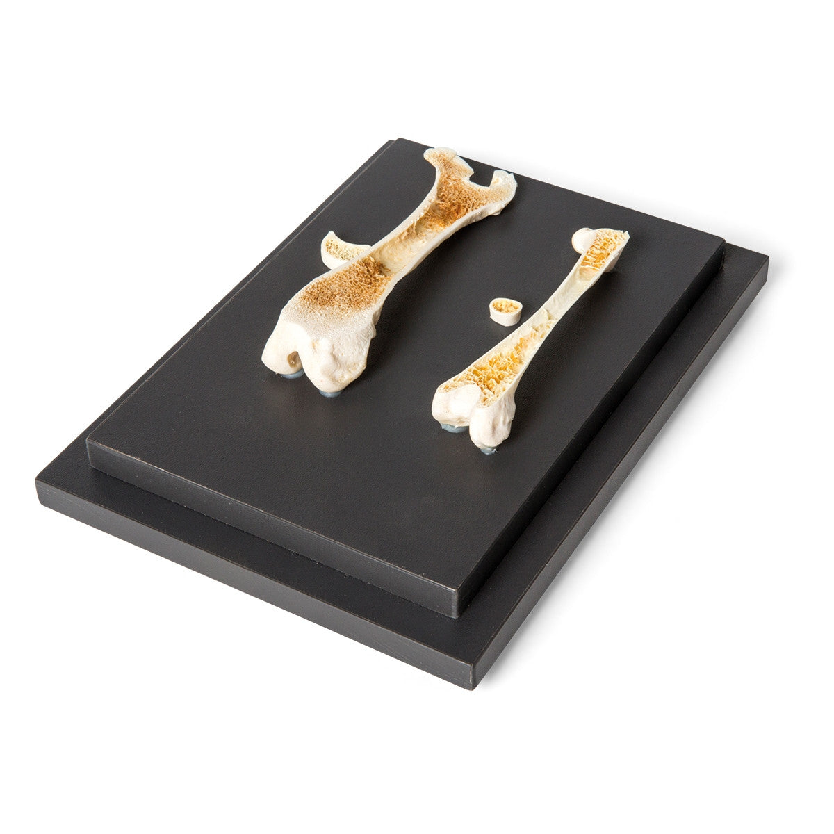 Structure of a Bird and a Mammal Bone Display