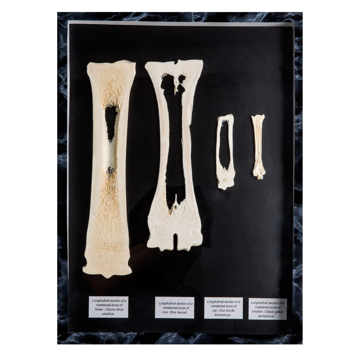 Mammalian Metacarpal and Metatarsal Bones Display