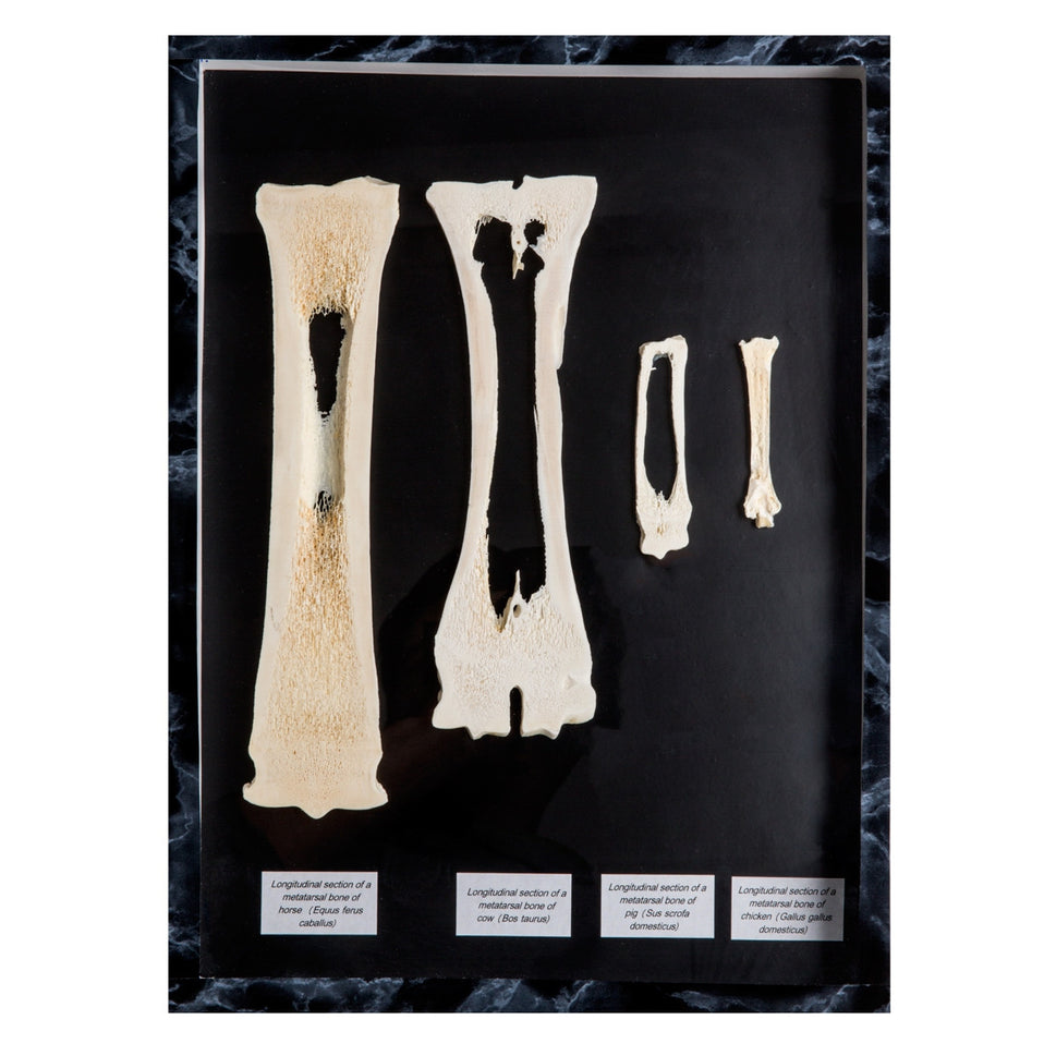 Mammalian Metacarpal and Metatarsal Bones Display